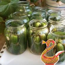 Pickling cucumbers for the winter