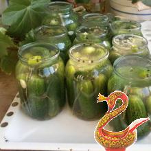 Pickling cucumbers for the winter